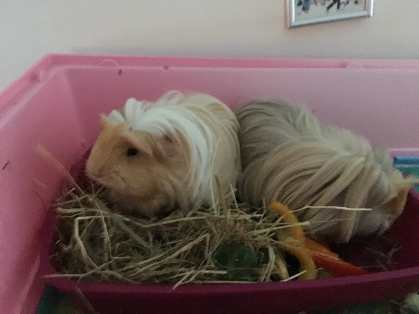 New Guinea Pigs...with pigtures