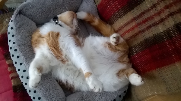 To sing an adapted version of Blurred Lines to my cat?