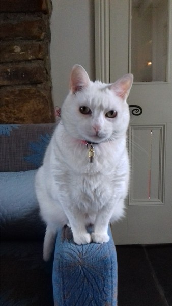 My cat hates all animals - help!