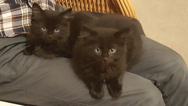 New Battersea kittens have arrived with pictures.