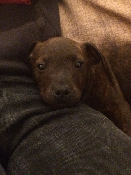 new pup - inspiration for flower/plant names please! (pic attached)