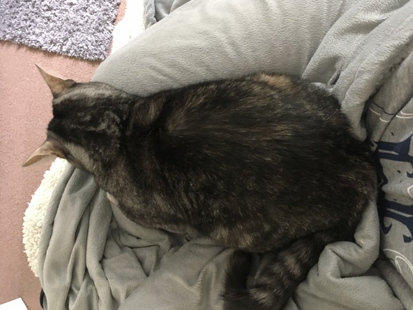What body shape is your Dcat?