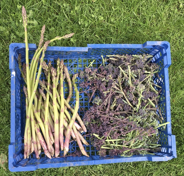 Allotment/Veg patch thread 11 'We bid  farewell to rainbow leaves but will keep plotting along'