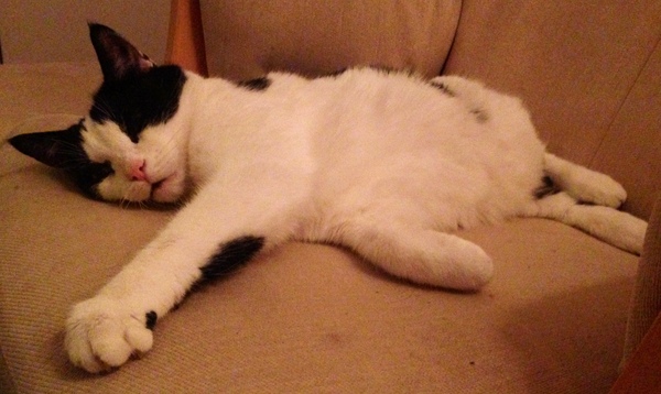 Support Topic for those with elderly or ill cats?