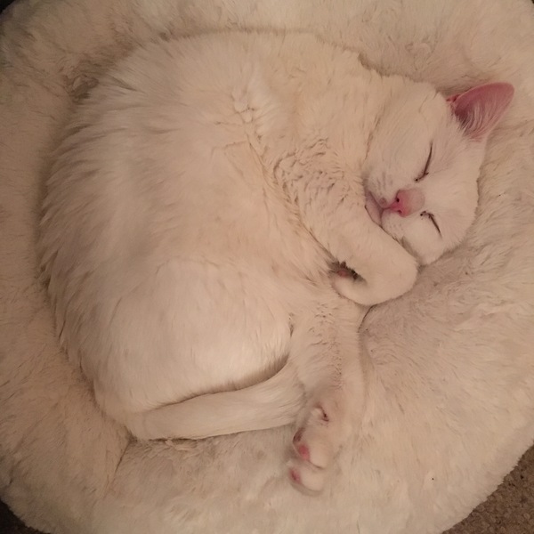 Wow she’s actuallu using a bed made for cats!