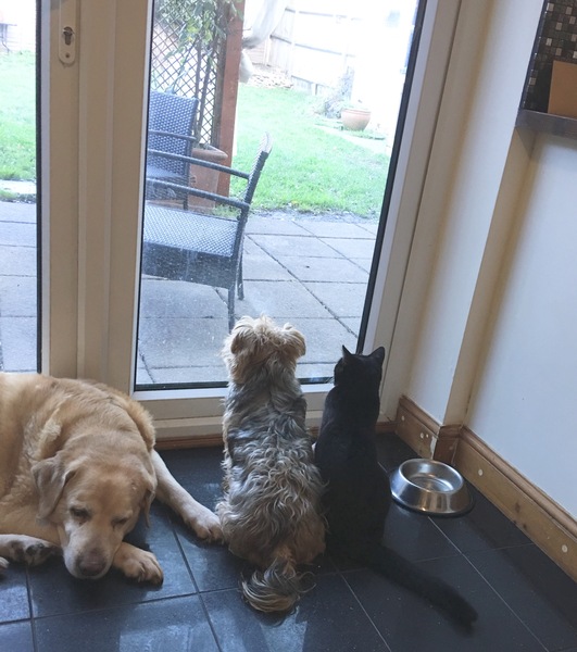 How to help my pining dog