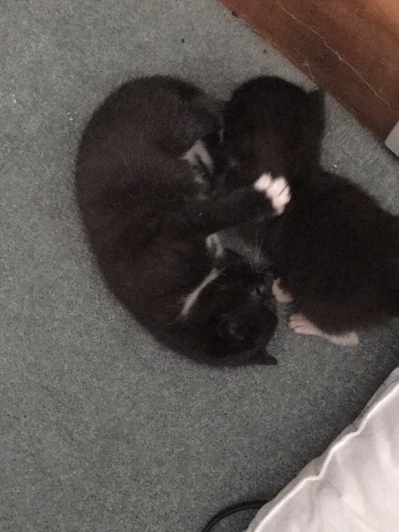 New fosters about to arrive
