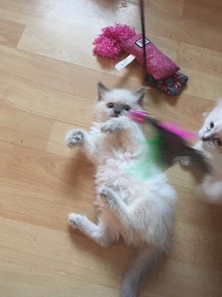 We have kittens!