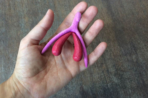 OB/GYNs don’t learn the nerves and vasculature of the clitoris in USA