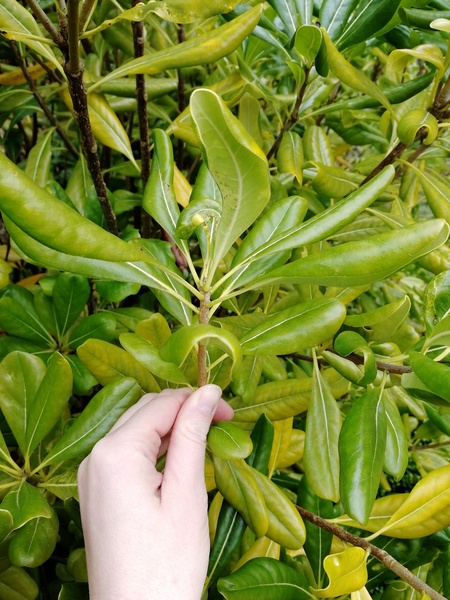 Plant ID please, before I inadvertently kill it...