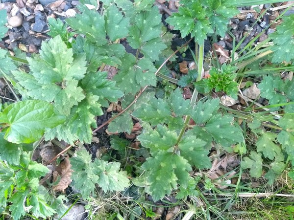 Is this a plant or a weed?