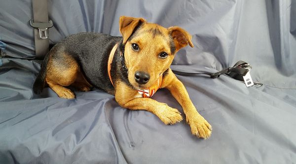 What a beautiful dog!