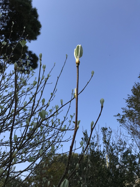 Another tree ID please
