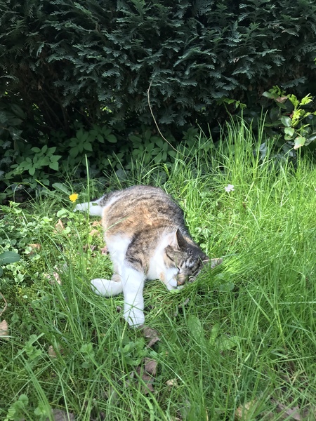 Cat friendly plants?