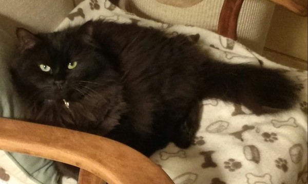 What's your DCat up to today? Episode 6, Return of the... Cats?