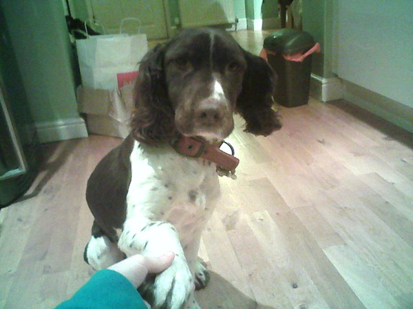 What a beautiful dog!