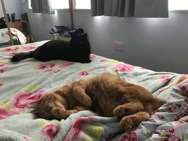 Show me your cats!