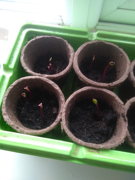Gardening & Growing with the kids....