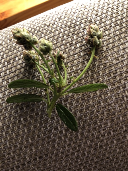 ID help please!