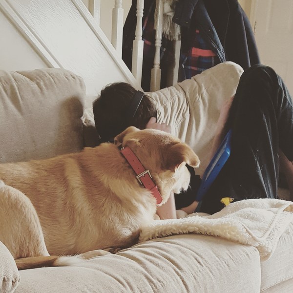 To ask the best dog breed for a child with autism