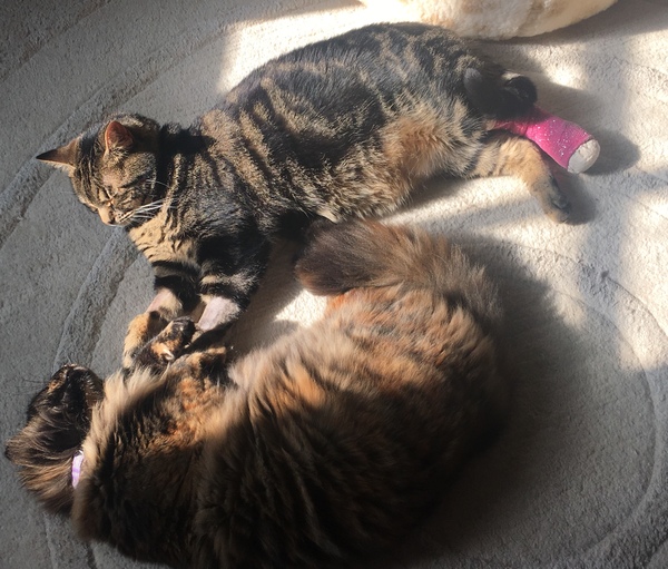 Somesthings wrong with my big girl