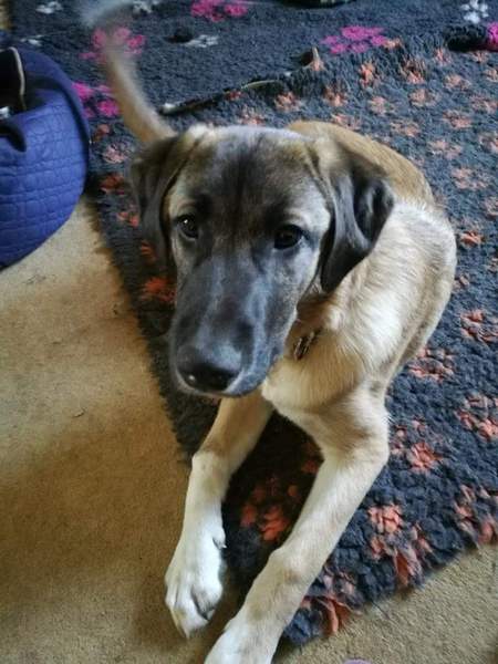 Pointy Hound Newbie Here