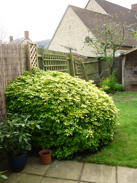 how much can I prune off this Choisya?