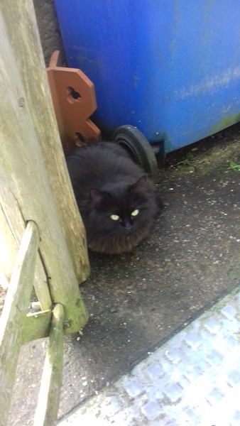 What's your DCat up to today? Episode 6, Return of the... Cats?