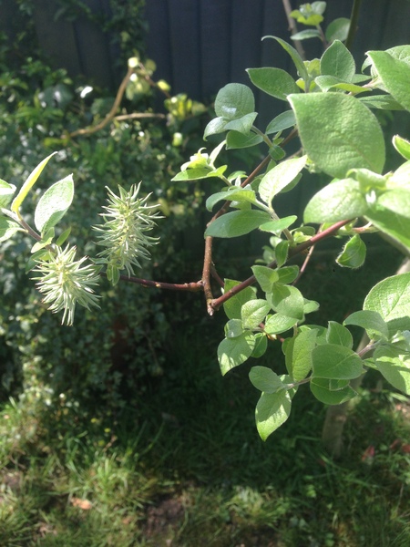 Another plant id query!