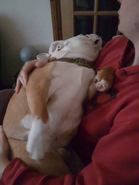 General Dog Chat Part II