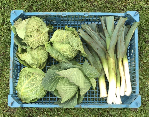 Allotment/Veg patch thread 11 'We bid  farewell to rainbow leaves but will keep plotting along'