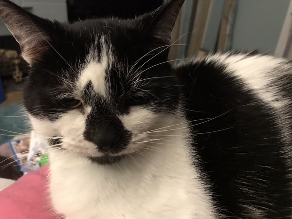 Harry Puss, therapy cat