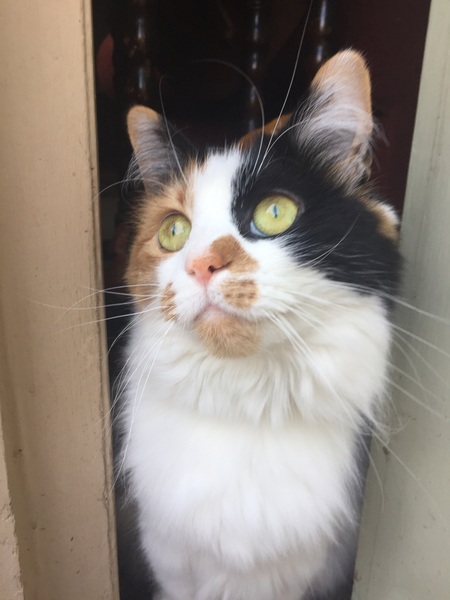 What's your DCat up to today? Episode 6, Return of the... Cats?