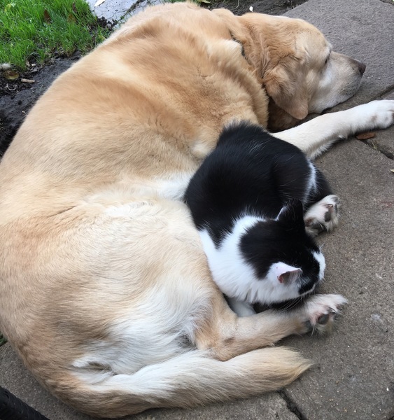 How to help my pining dog