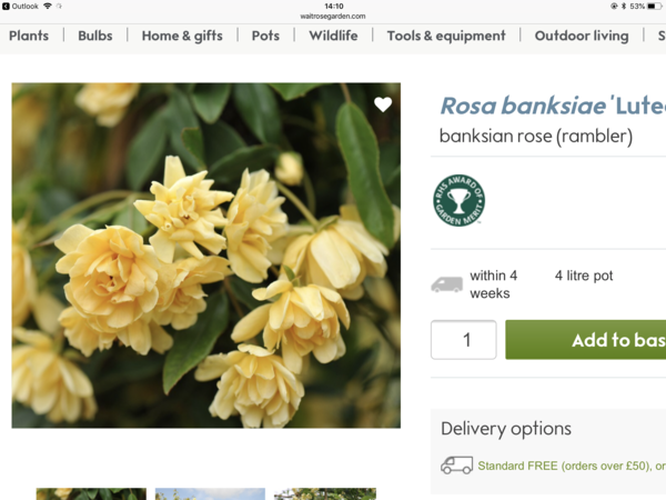 Climbing plants for pots