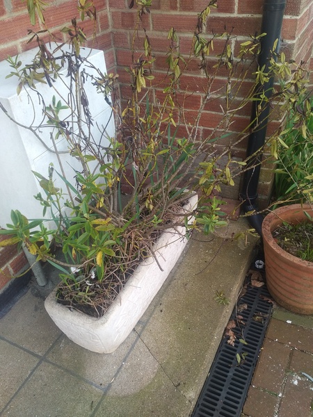 Can I prune and transplant lavender now?