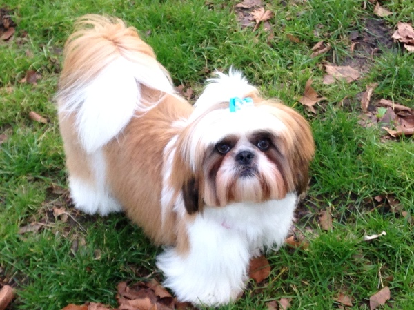 What a beautiful dog!
