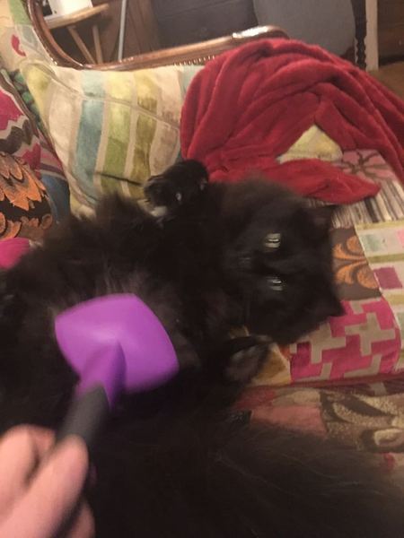 My shy girl has started shouting at me what does it mean?