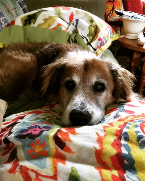 What a beautiful dog!