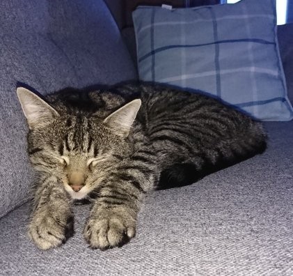 Show me your cats!