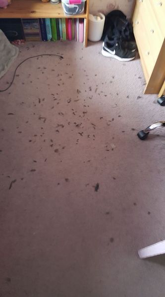 To be pissed off with my cat