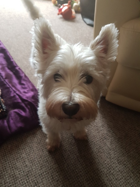 What a beautiful dog!