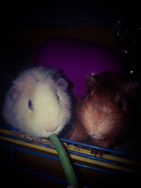 Show me your guinea pigs