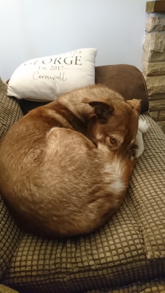 2yo spayed female suddenly peeing in house