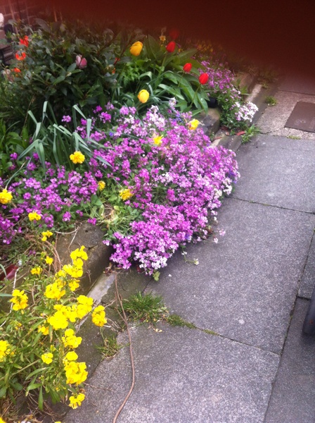 Help id'ing this lovely tumble perennial please!