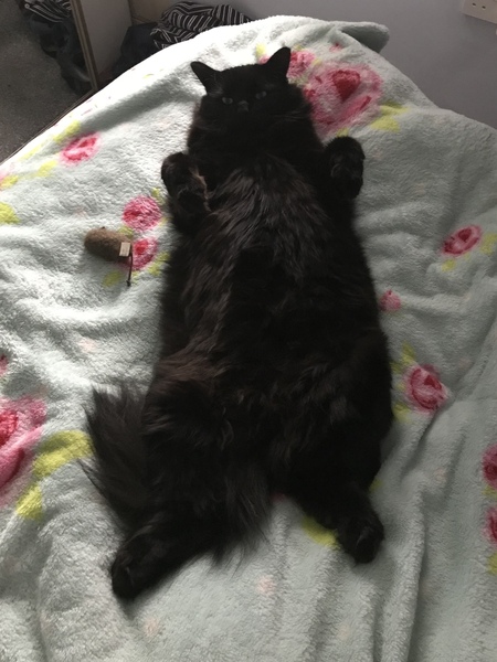 What body shape is your Dcat?