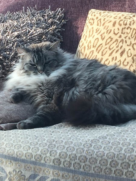 Show me your cats!