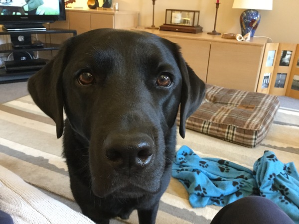 To ask the best dog breed for a child with autism