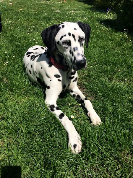 How do you decide what to feed your dog? Share with tails.com – £300 voucher to be won NOW CLOSED