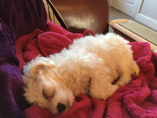 Small Dog suggestions? Looking for a new family member